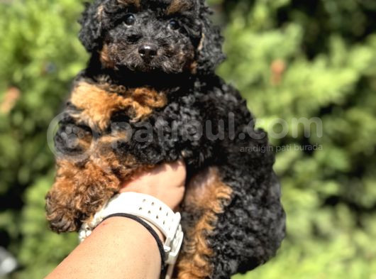 Phantom Özel Renk Toy Poodle Bebekler