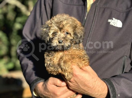 Teacup Morki̇e Bebeği̇mi̇z görsel