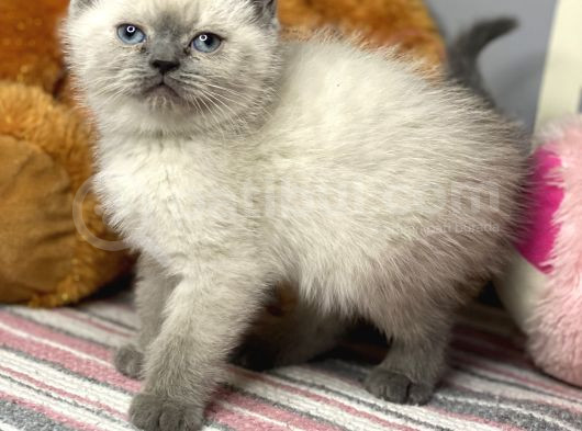 Safkan Ve Irk Garantili Yavrularımız