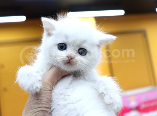 Silver Ve Beyaz Kardeşler görsel