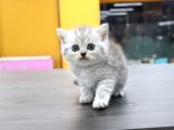 Silver Ve Beyaz Kardeşler