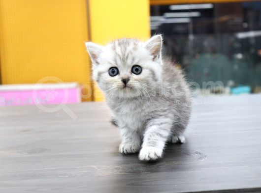 Silver Ve Beyaz Kardeşler görsel