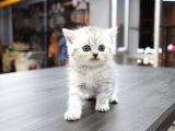 Silver Ve Beyaz Kardeşler
