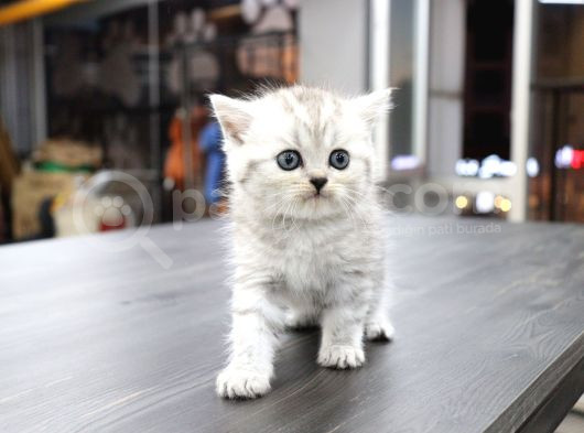 Silver Ve Beyaz Kardeşler görsel