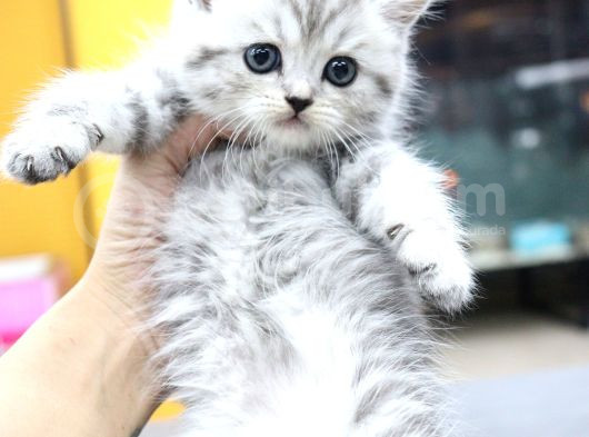 Silver Ve Beyaz Kardeşler görsel