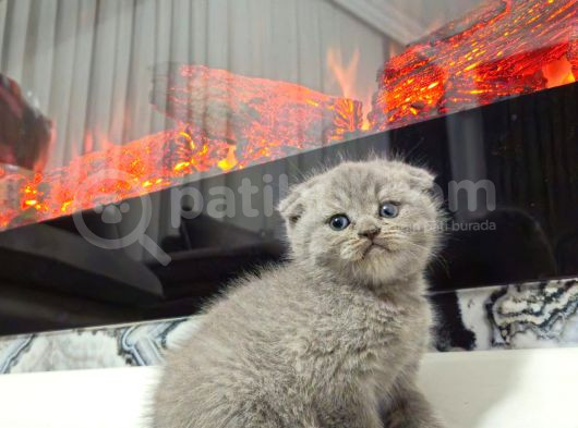 Garfield Surat British Ve Scottish Yavrularım görsel