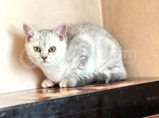 British Short Hair Yavrular