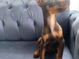 Kızıl Doberman Yavrularımız Sizlerle