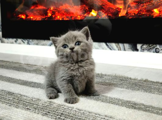 Garfield Surat British Ve Scottish Yavrularım görsel