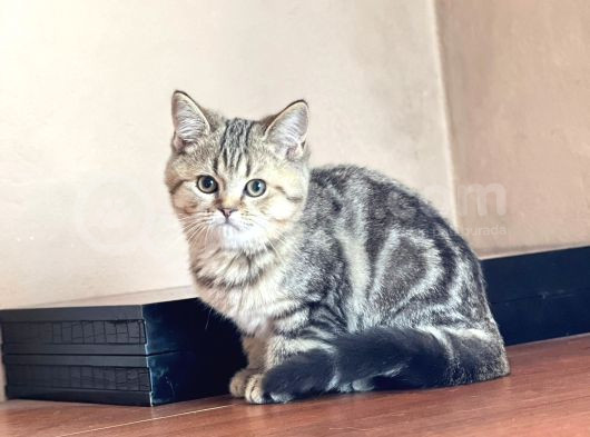 British Short Hair Yavrular görsel