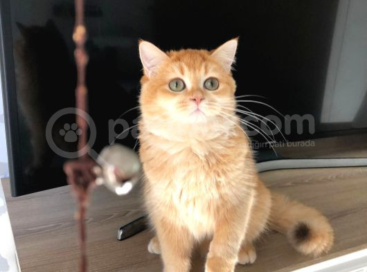 A Kalite Bri̇ti̇sh Shorthai̇r Golden  Yavrular görsel