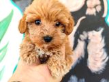 Latte Tadında Tea Cup Maltipoo Bebeklerimiz