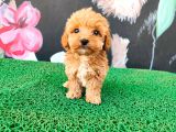 Latte Tadında Tea Cup Maltipoo Bebeklerimiz