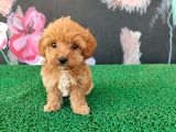 Latte Tadında Tea Cup Maltipoo Bebeklerimiz