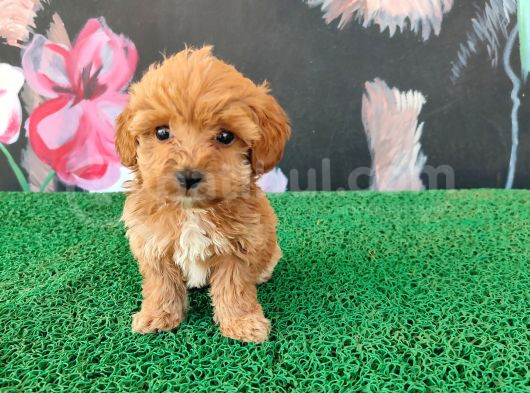 Latte Tadında Tea Cup Maltipoo Bebeklerimiz görsel
