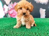 Latte Tadında Tea Cup Maltipoo Bebeklerimiz