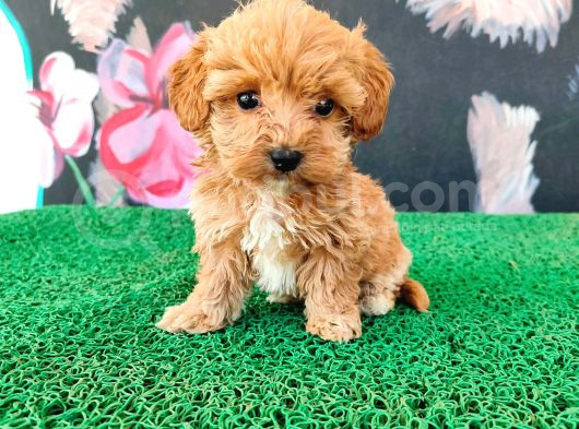 Latte Tadında Tea Cup Maltipoo Bebeklerimiz görsel