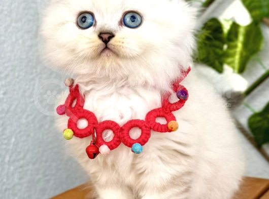 Evinizin Neşesi Olacak Maviş Bebemiz görsel