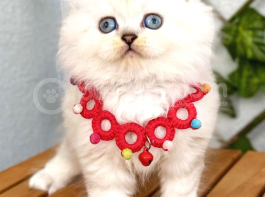 Evinizin Neşesi Olacak Maviş Bebemiz