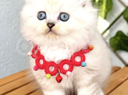 Evinizin Neşesi Olacak Maviş Bebemiz görsel