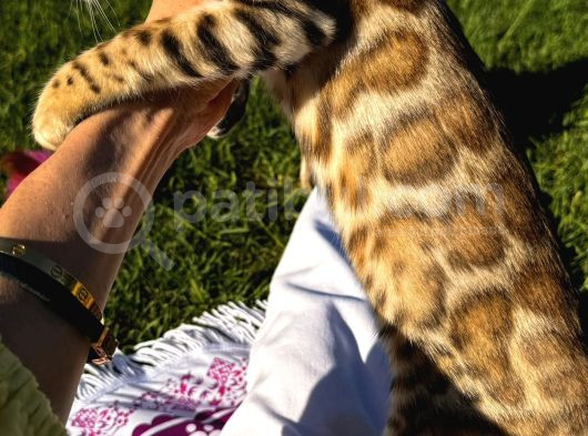 Safkan Bengal Brown Dişi görsel