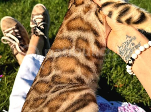 Safkan Bengal Brown Dişi