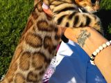 Safkan Bengal Brown Dişi