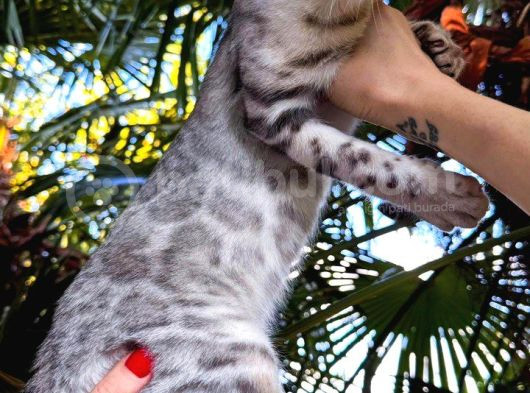 Silver Bengal Erkek görsel