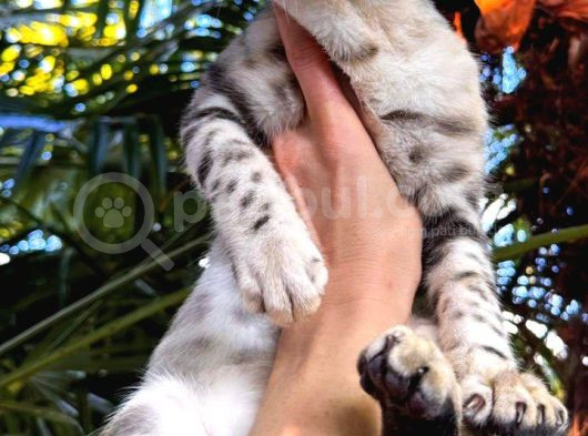 Silver Bengal Erkek