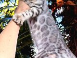 Silver Bengal Erkek