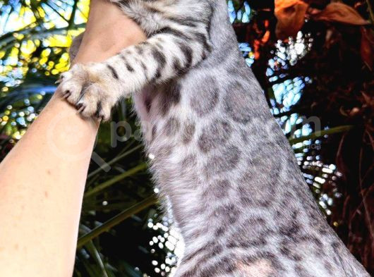 Silver Bengal Erkek görsel