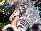Silver Bengal Erkek