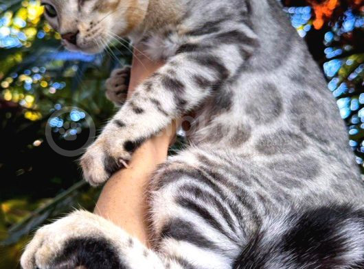 Silver Bengal Erkek görsel