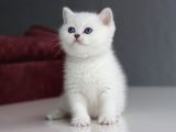 Mutluluk Verici Güzelliğiyle Silver British Short Hair
