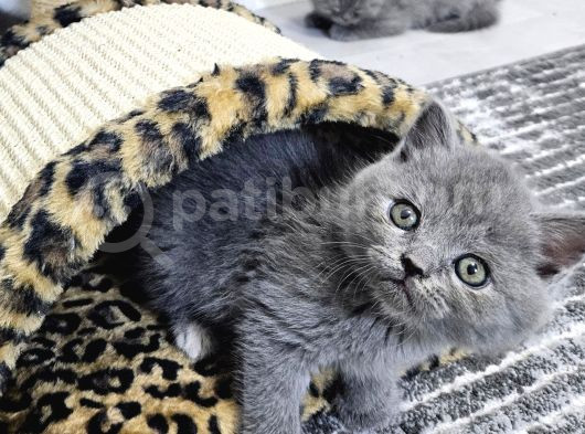 Garfield Surat British Ve Scottish Yavrularım görsel