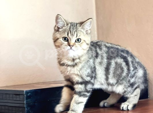 British Short Hair Yavrular görsel
