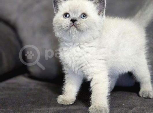 Garfield Surat British Ve Scottish Yavrularım görsel