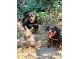 rottweiler yavruları
