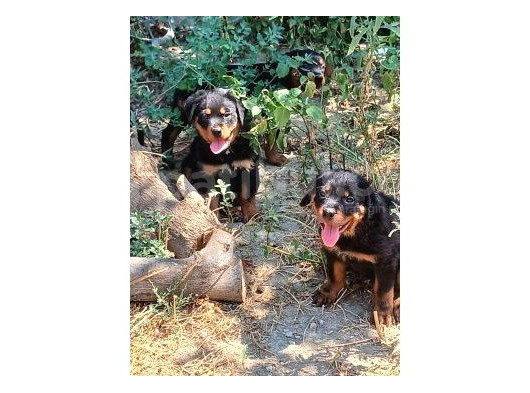 Rottweiler Yavruları