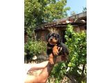 Rottweiler Yavruları