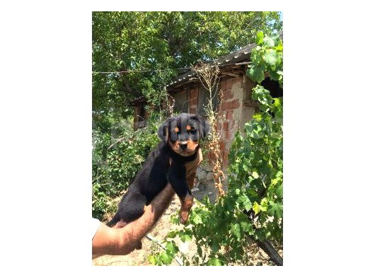 Rottweiler Yavruları görsel