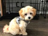 Kahve Tonlu Mini Boy Puppy Sevimli Yavrular Malti̇po Ci̇nsi̇ 