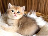 British Shorthair Golden Yavrular