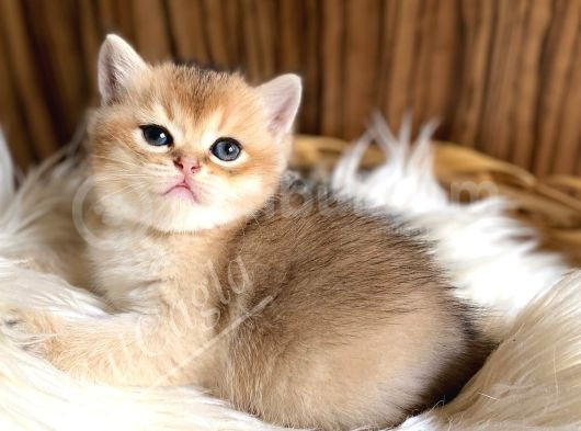 British Shorthair Golden Yavrular görsel