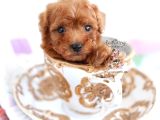 TEACUP 2 KG GARANTİSİ ALTINDA KIRMIZI RED TOOY POODLE 