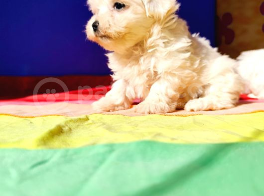 Sevimli Oyuncu Maltese Terrier Yavrularımız görsel