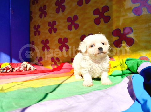 Sevimli Oyuncu Maltese Terrier Yavrularımız görsel