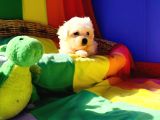 Sevimli Oyuncu Maltese Terrier Yavrularımız