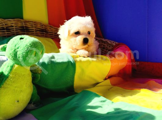 Sevimli Oyuncu Maltese Terrier Yavrularımız görsel