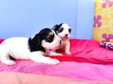 Gerçek Orji̇nal Morkie Yavrular İstanbul Köpek Çiftliğinde
